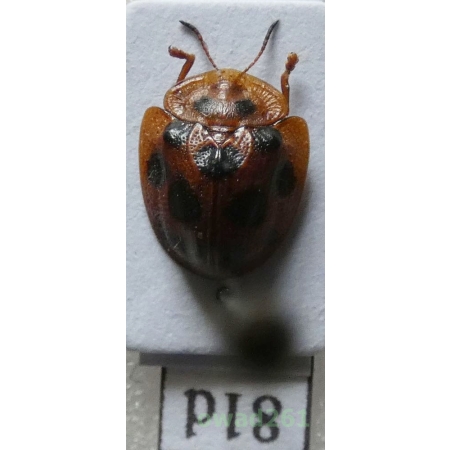 Cassidae sp. Philippines81d